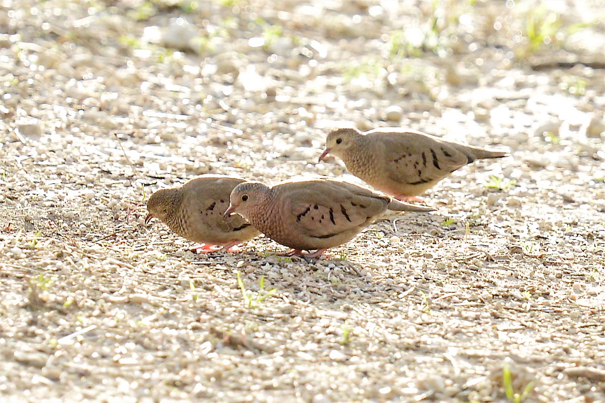 Common Ground Dove - ML614462247