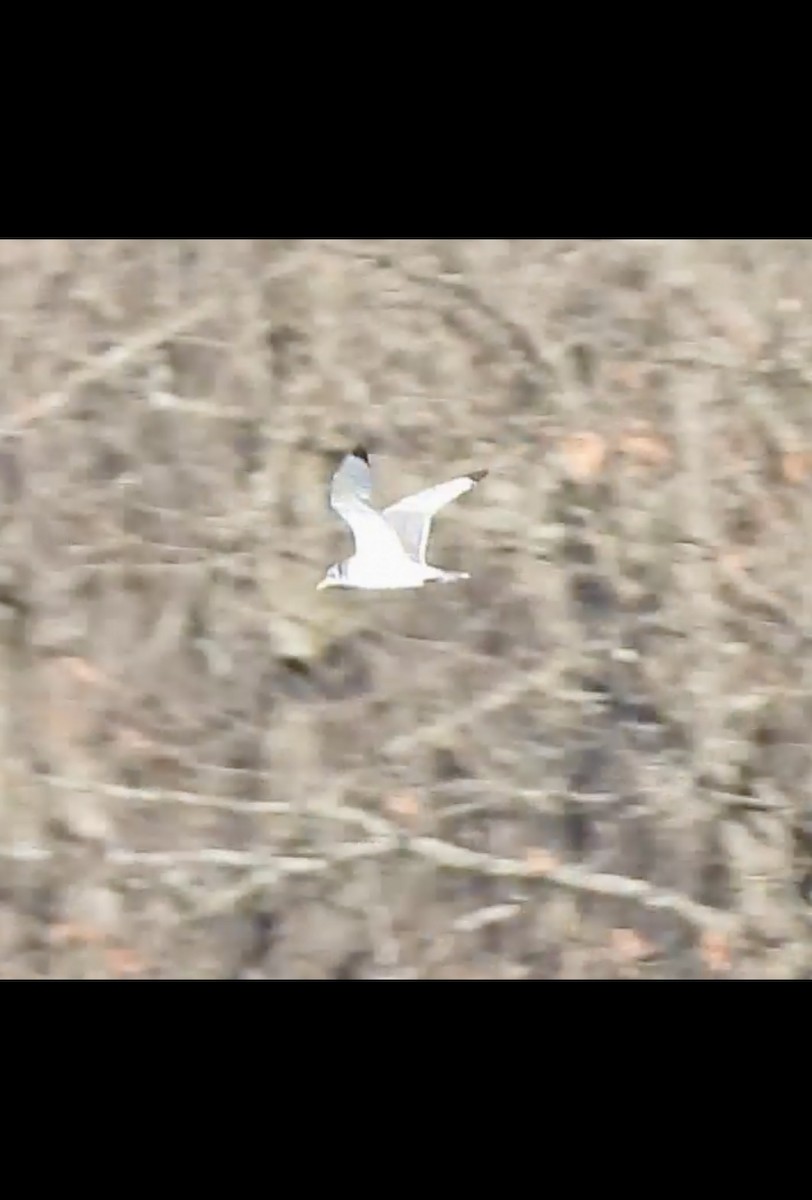 Gaviota Tridáctila - ML614462266