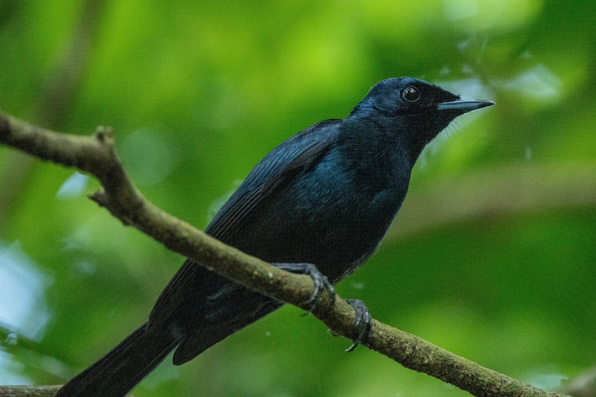 Shining Flycatcher - Noah Sparke