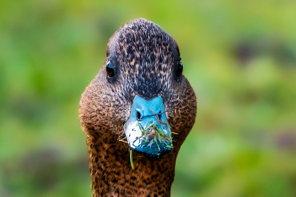 Eurasian Wigeon - ML614462290