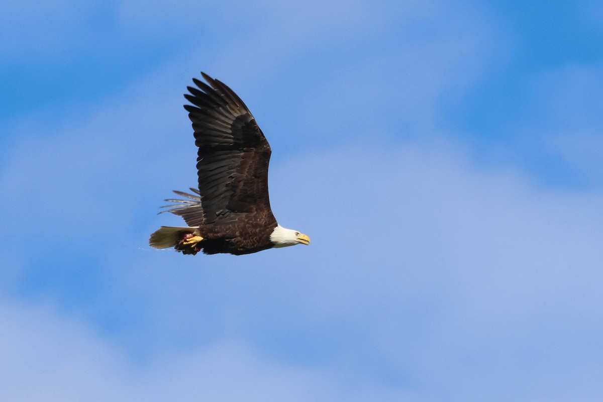 Bald Eagle - ML614462399