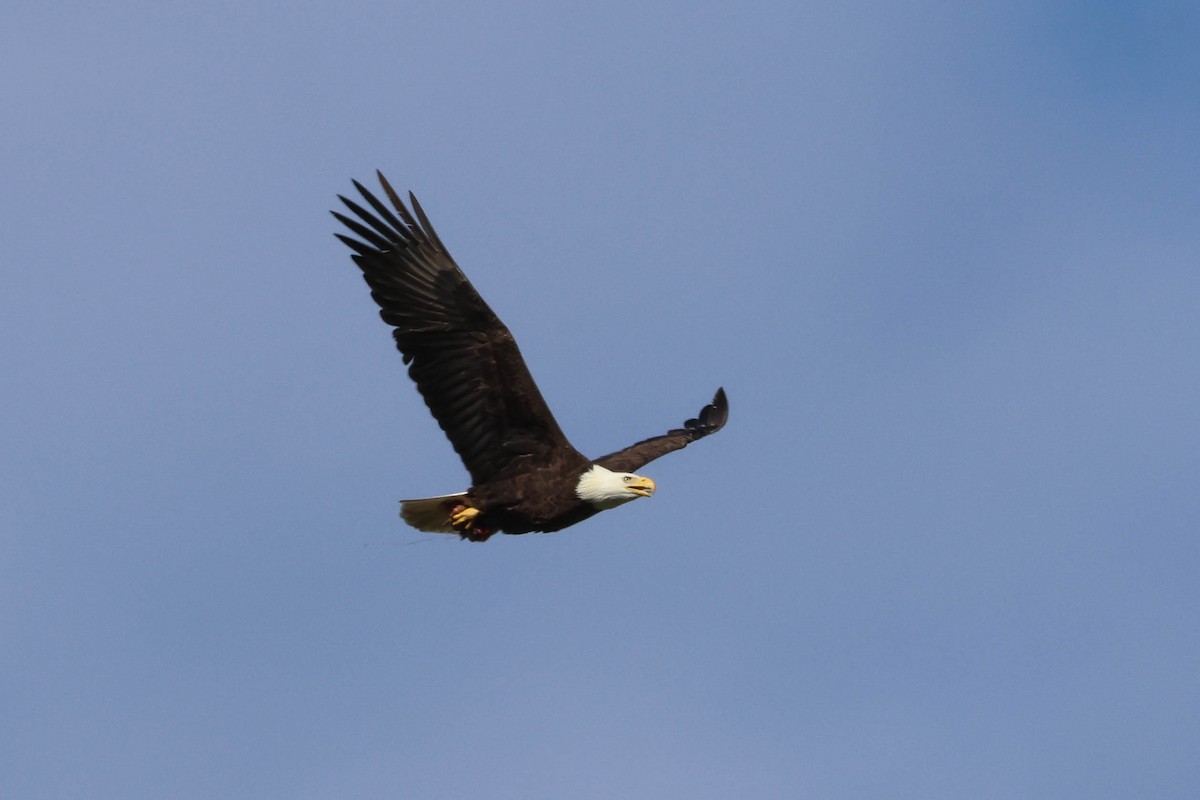 Weißkopf-Seeadler - ML614462402