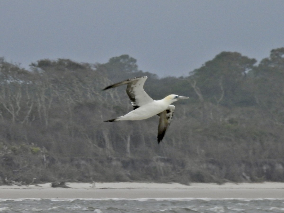 Northern Gannet - ML614462444