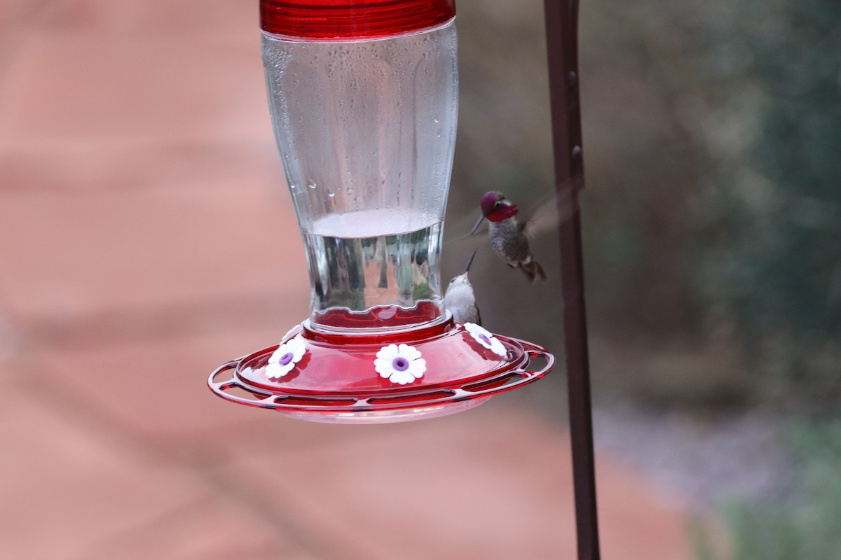 Anna's Hummingbird - ML614462486