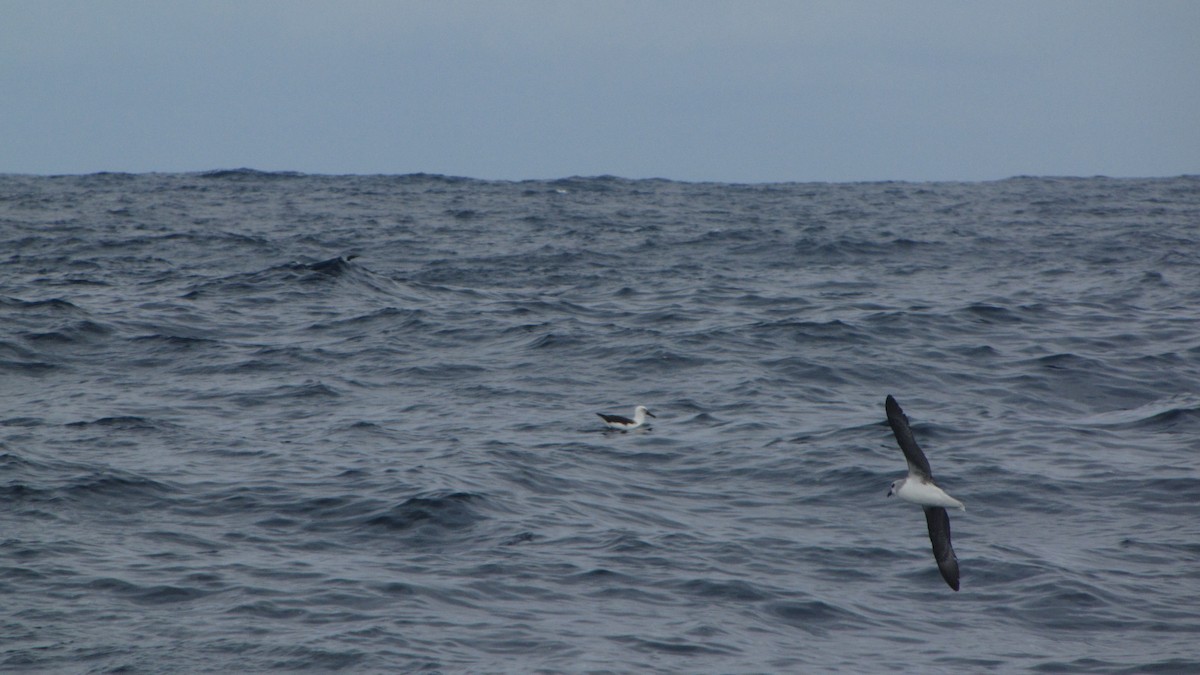 White-headed Petrel - ML614462541