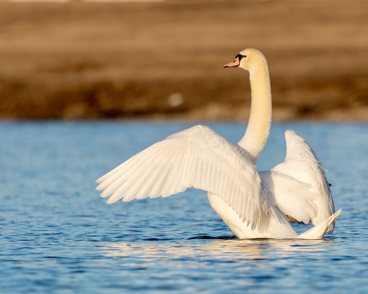 Cygne tuberculé - ML614462591