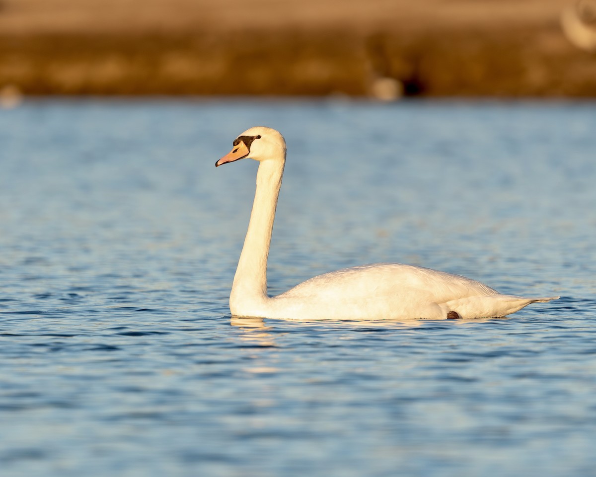 Cygne tuberculé - ML614462592