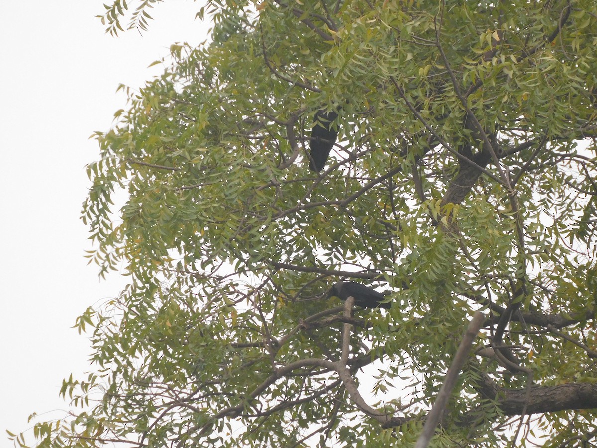 Large-billed Crow - ML614462611