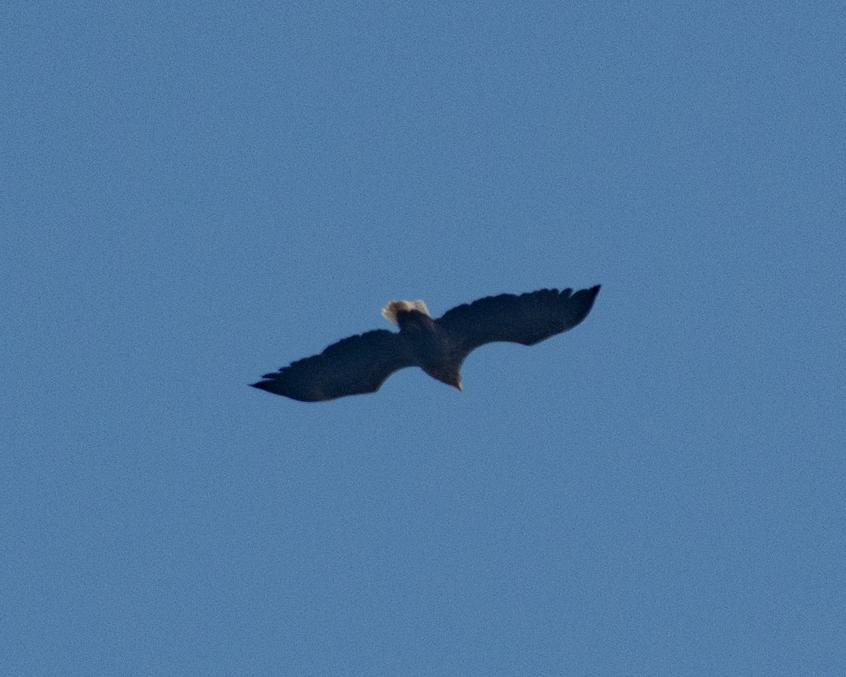 White-tailed Eagle - ML614462620