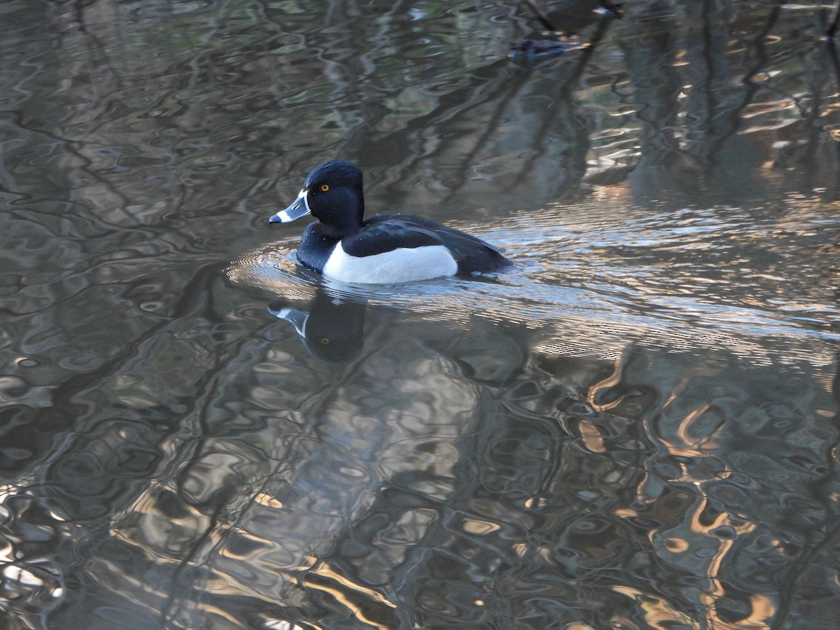 Ring-necked Duck - ML614462639