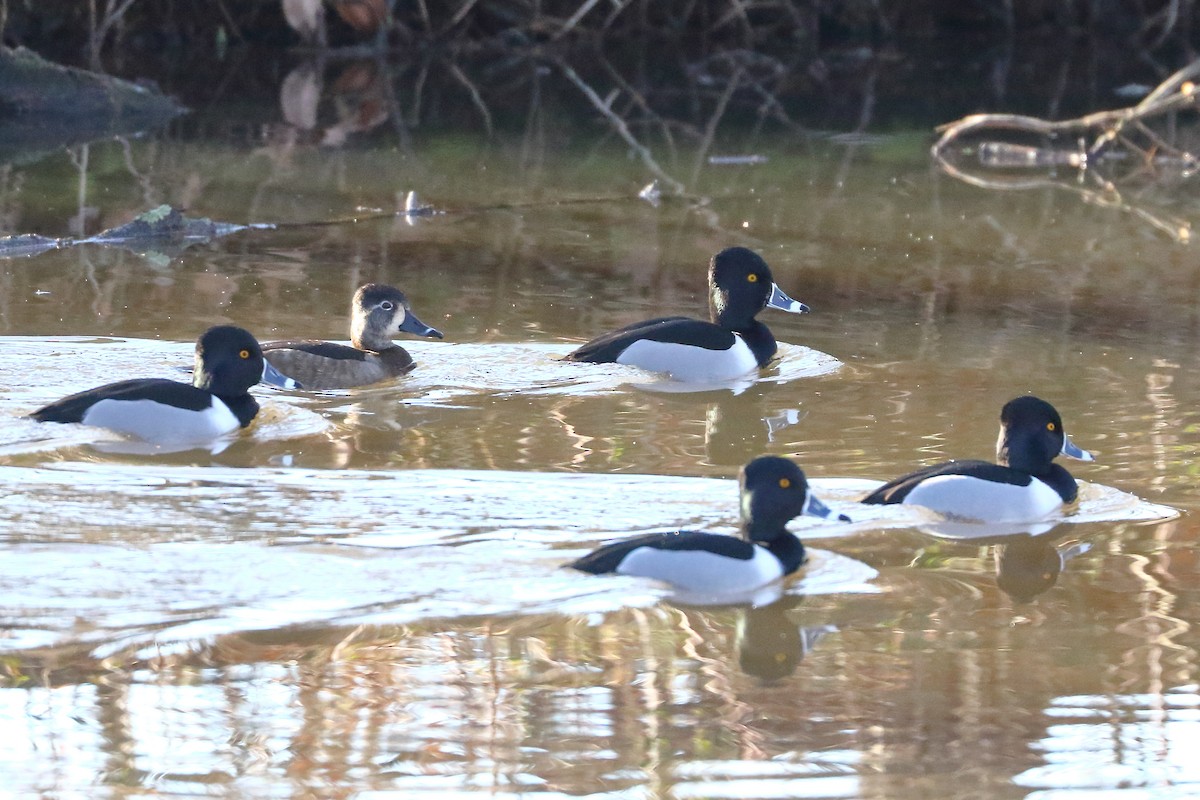 Ring-necked Duck - Patrick OHoro