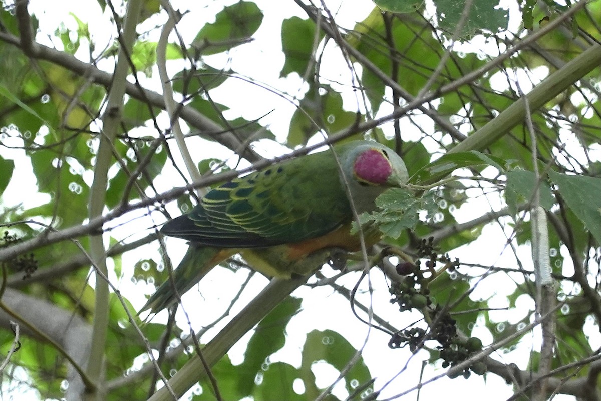 Rose-crowned Fruit-Dove - ML614462689