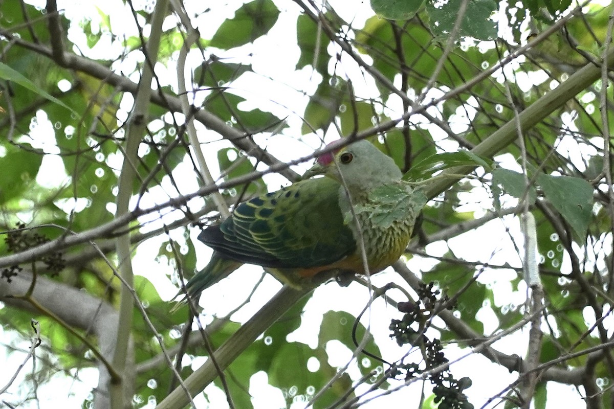 Rose-crowned Fruit-Dove - ML614462690