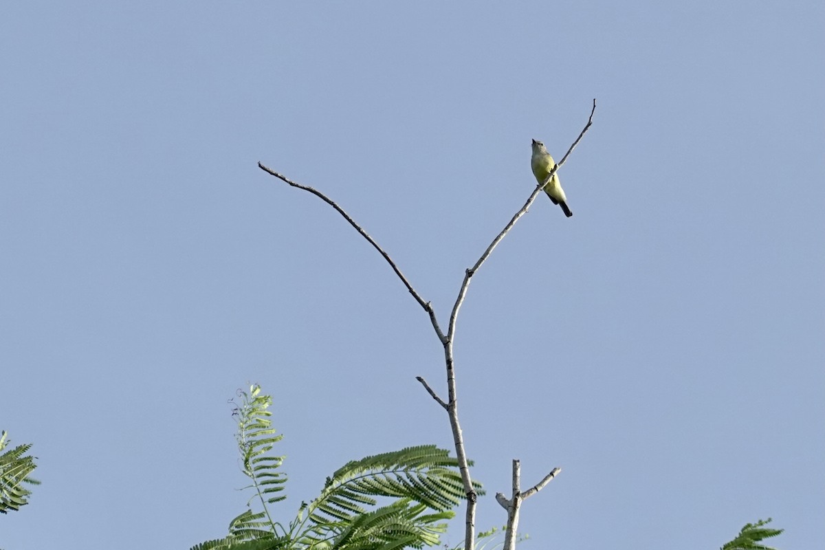 Lemon-bellied Flyrobin (Lemon-bellied) - ML614462708