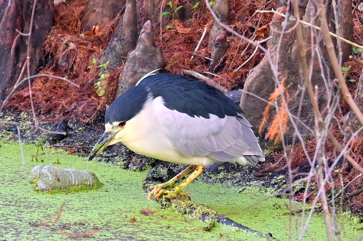 Black-crowned Night Heron - ML614462816