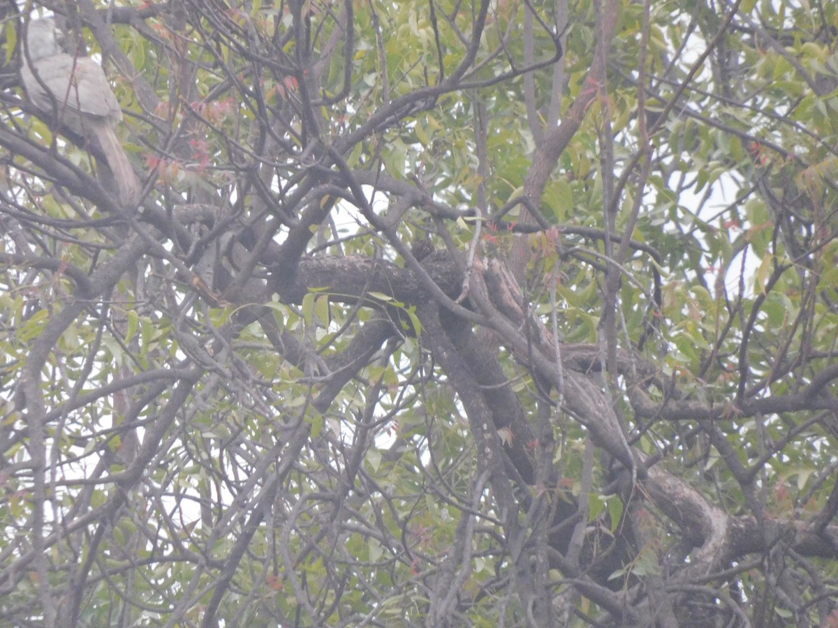 Indian Gray Hornbill - ML614462881