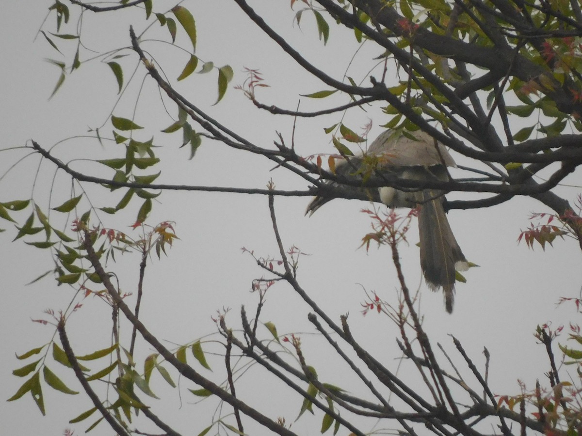 Indian Gray Hornbill - Shilpa Gadgil