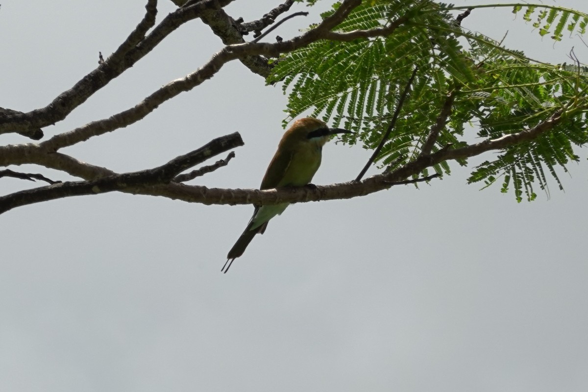 Rainbow Bee-eater - ML614462899