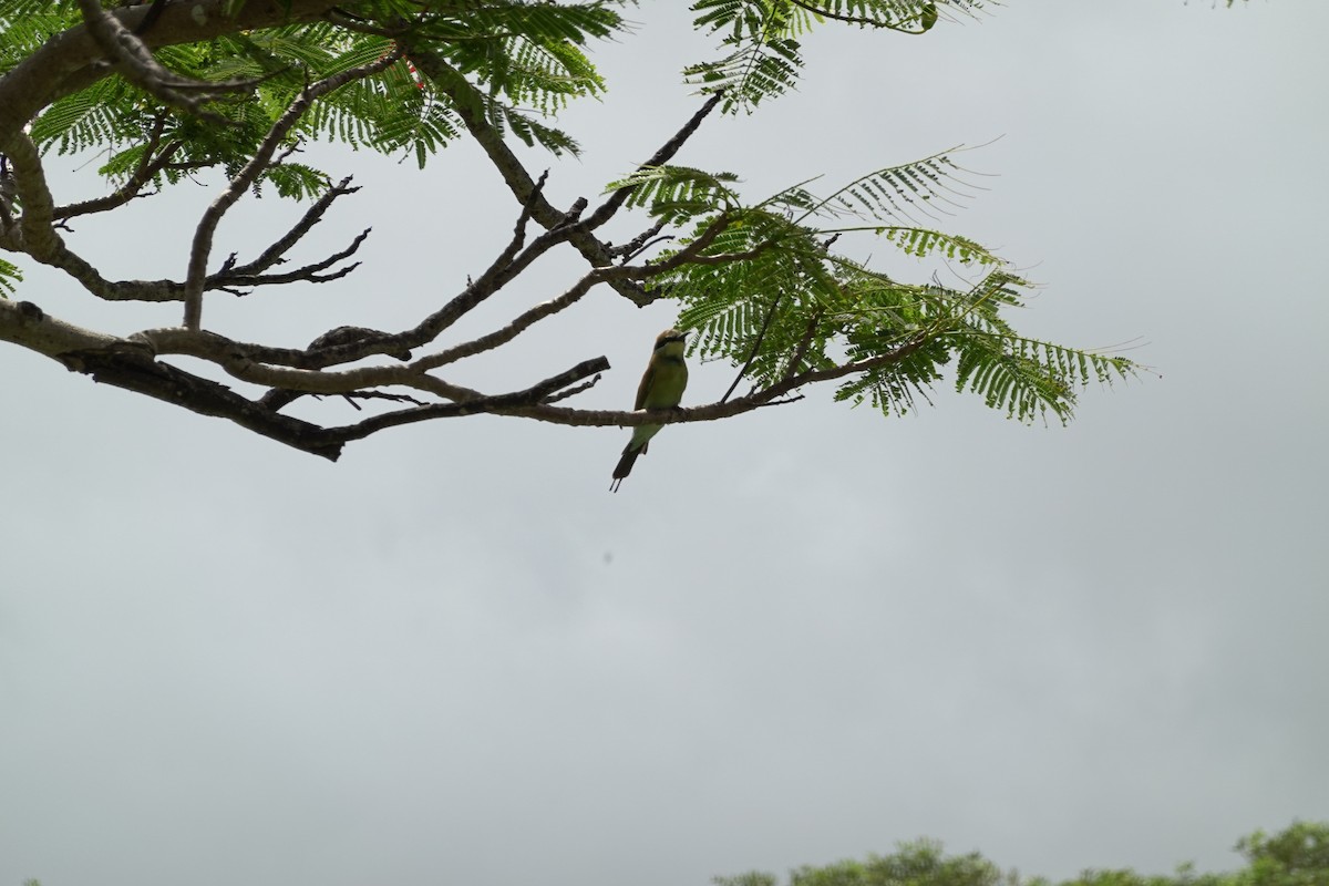 Rainbow Bee-eater - Noah Sparke