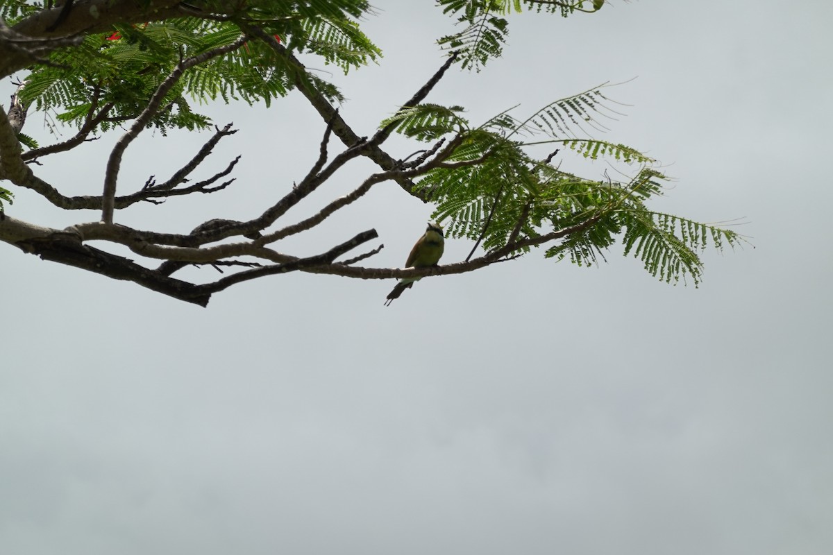 Rainbow Bee-eater - Noah Sparke