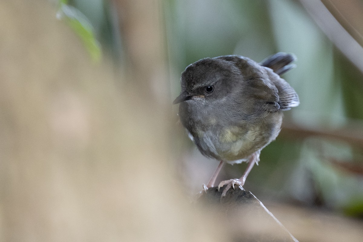 White-browed Scrubwren (Buff-breasted) - ML614462905