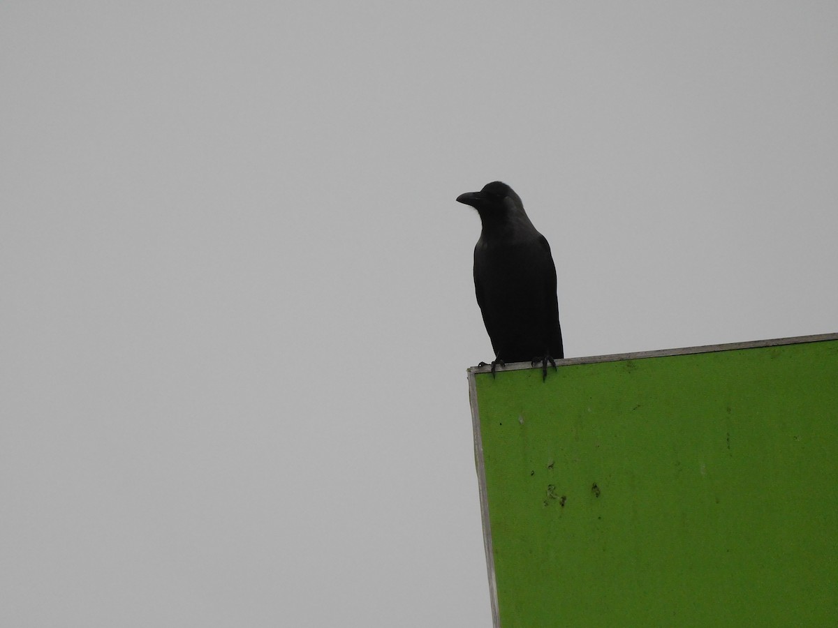 House Crow - ML614462913