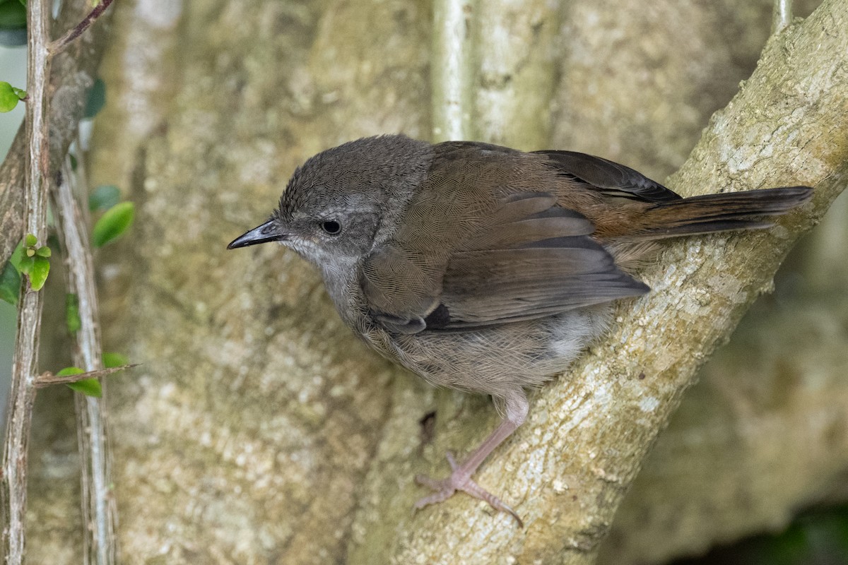 White-browed Scrubwren (Buff-breasted) - ML614462914