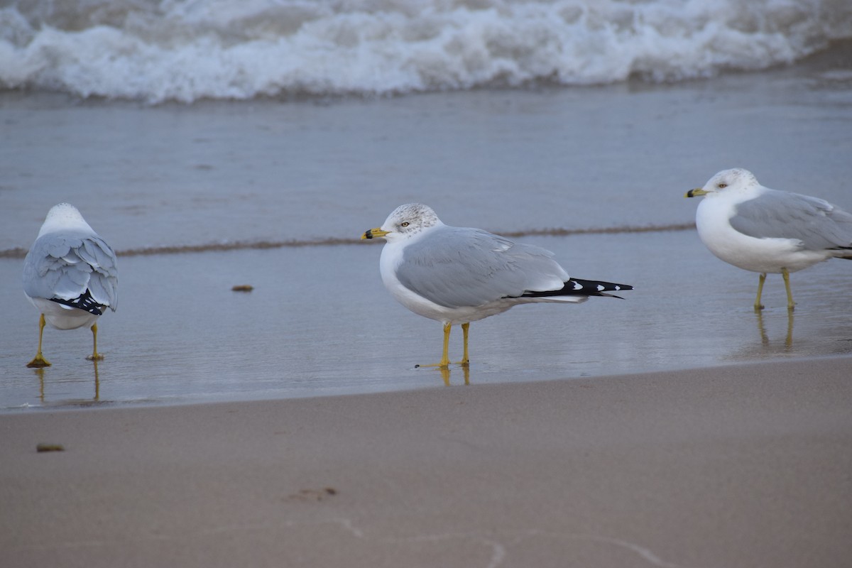 Ring-billed Gull - ML614462943