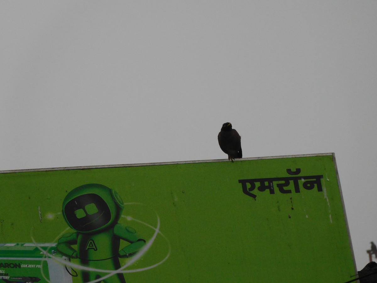 Common Myna - Shilpa Gadgil