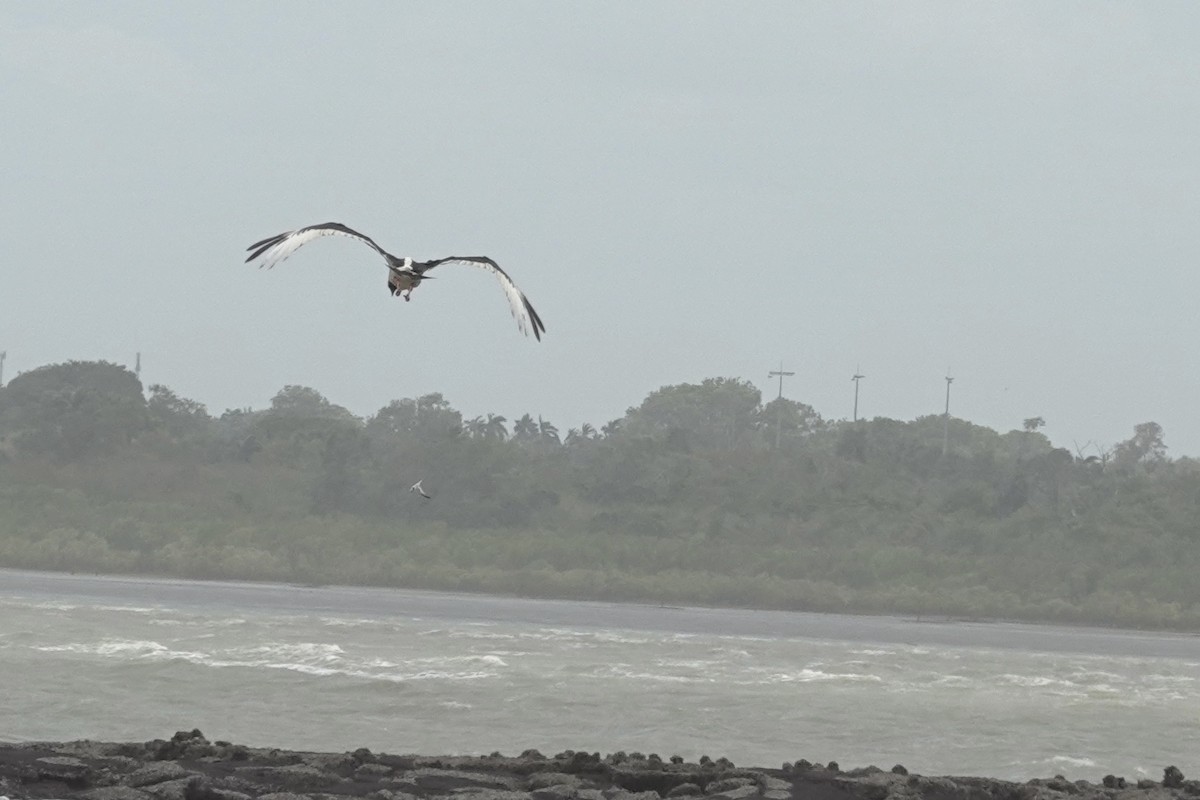 Black-necked Stork - ML614462956