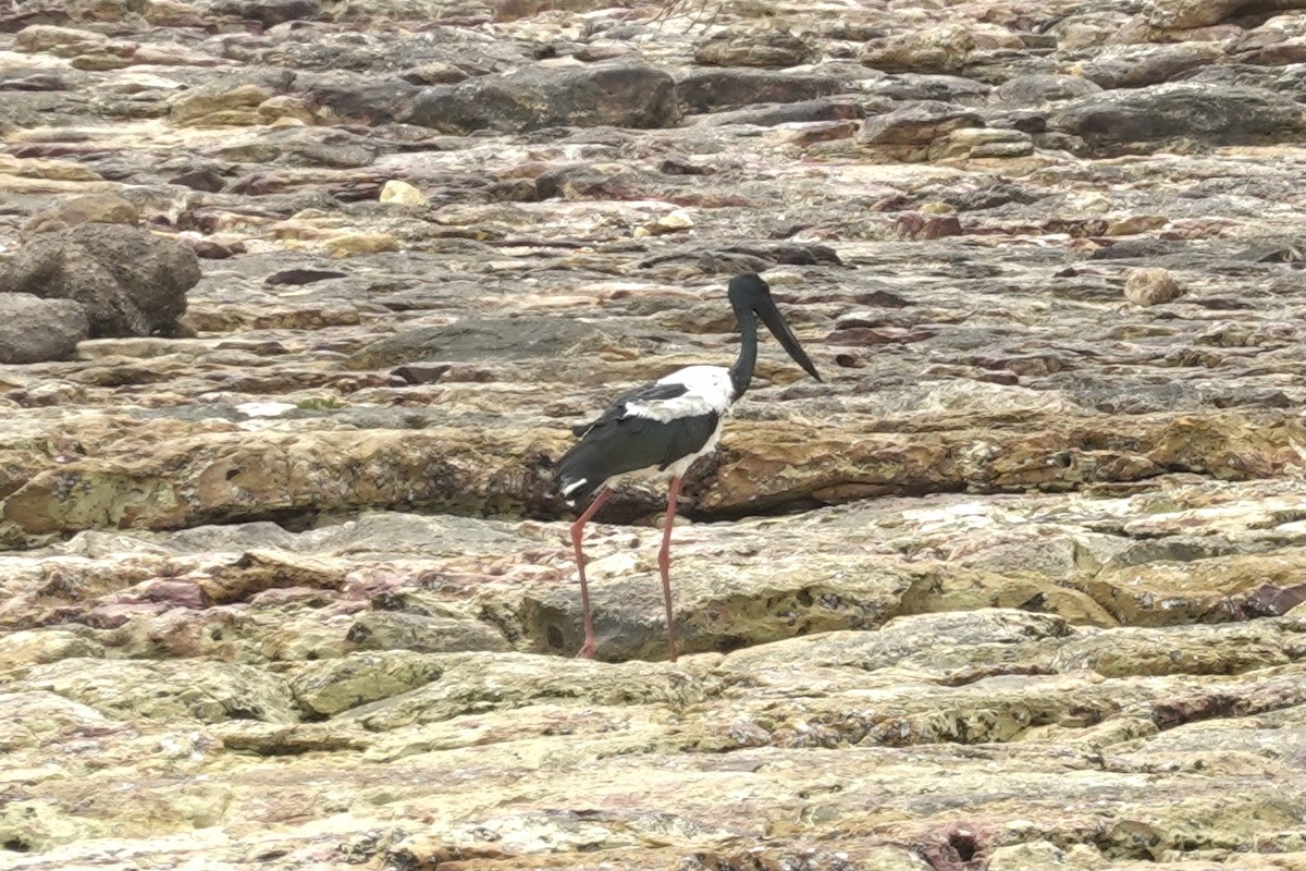 Black-necked Stork - ML614462957