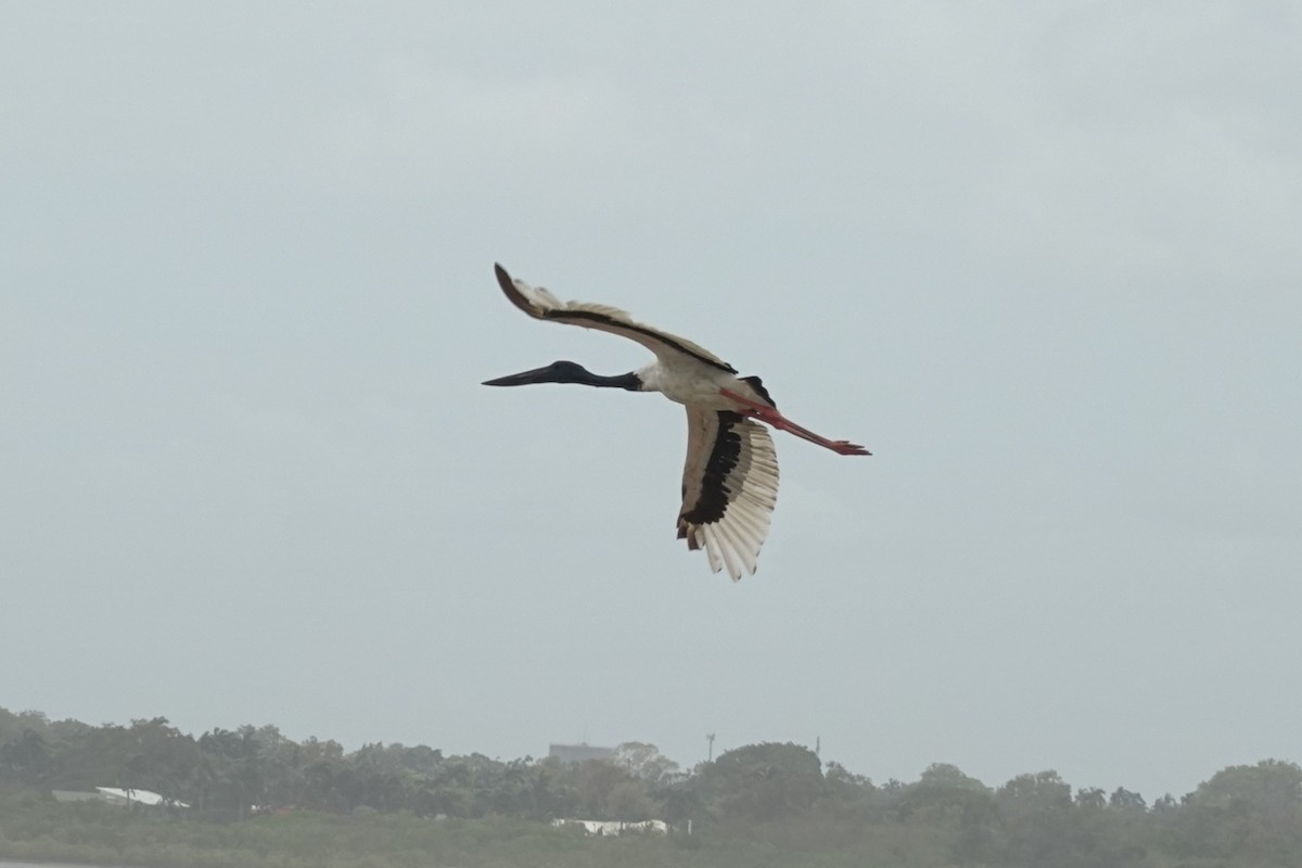 Jabiru d'Asie - ML614462958