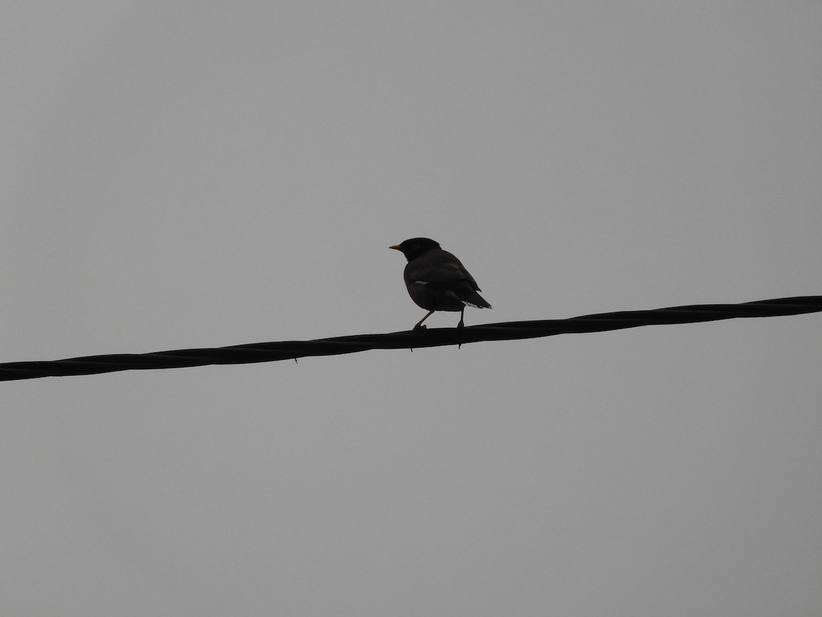 Common Myna - Shilpa Gadgil