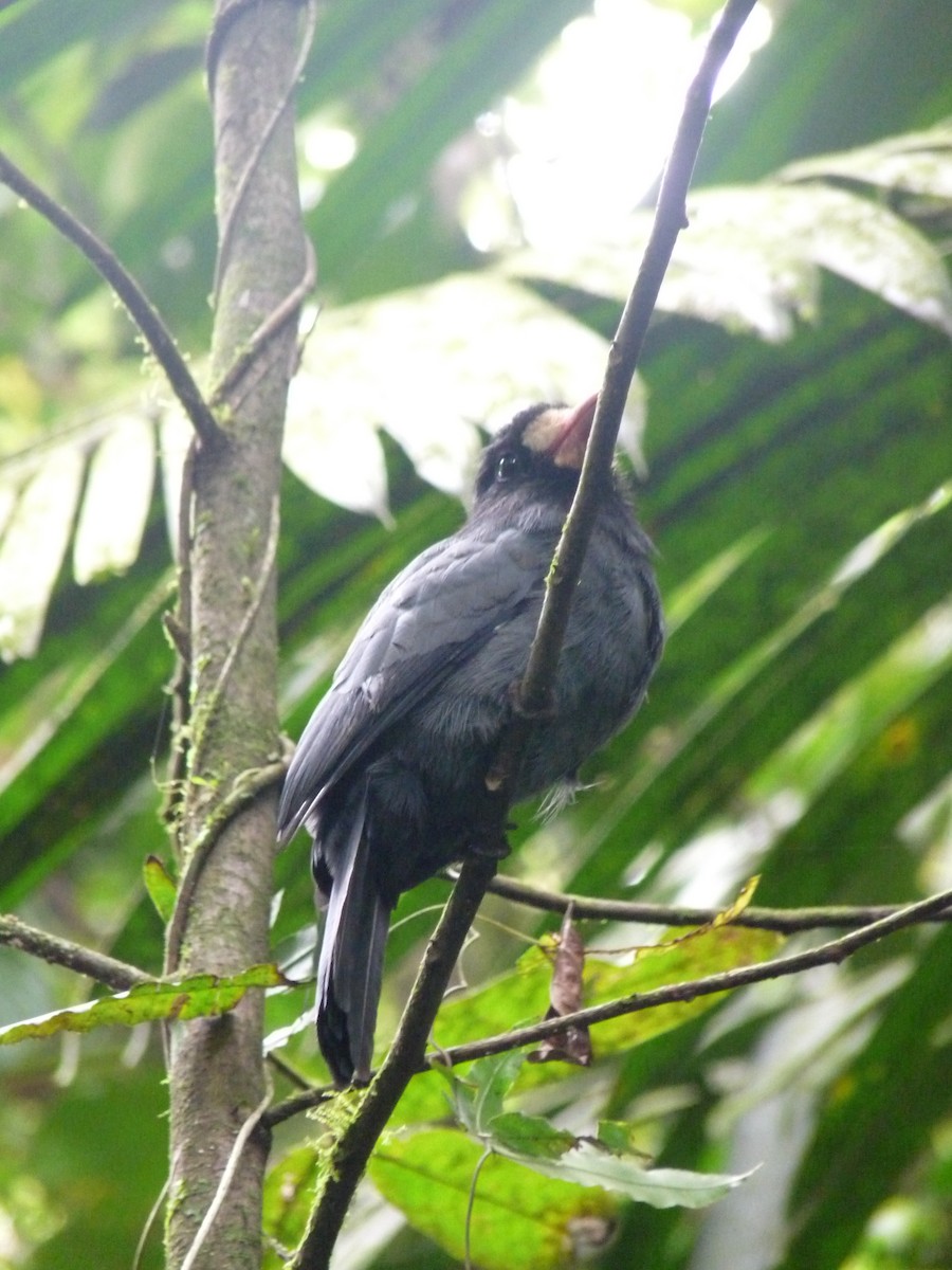 White-fronted Nunbird - ML614462975