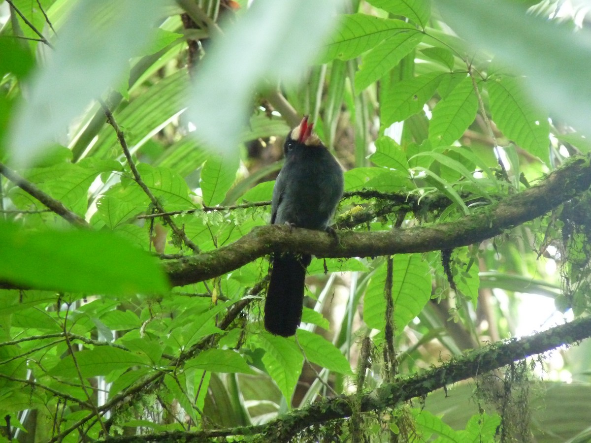 White-fronted Nunbird - ML614462977