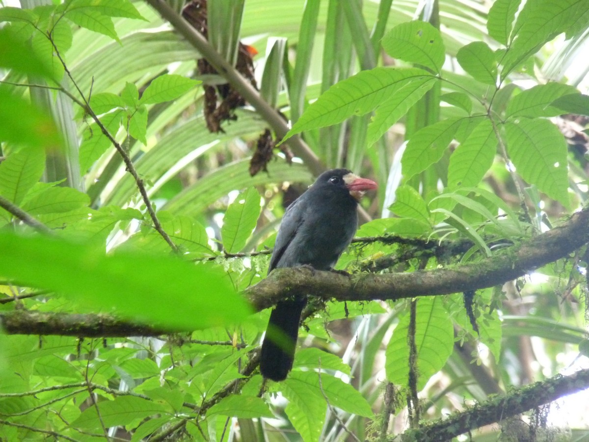 White-fronted Nunbird - ML614462978