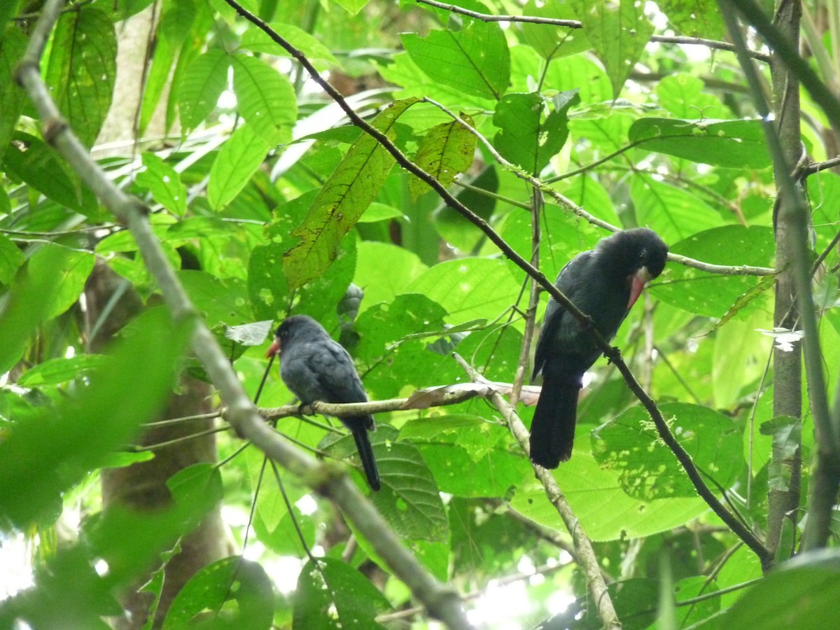 White-fronted Nunbird - ML614462981