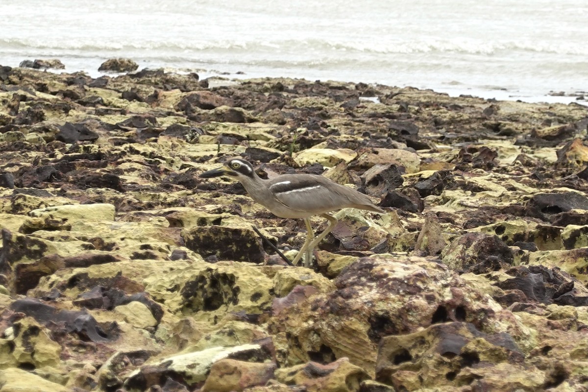 Beach Thick-knee - Noah Sparke