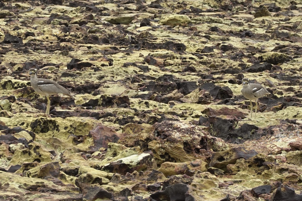 Beach Thick-knee - ML614463004