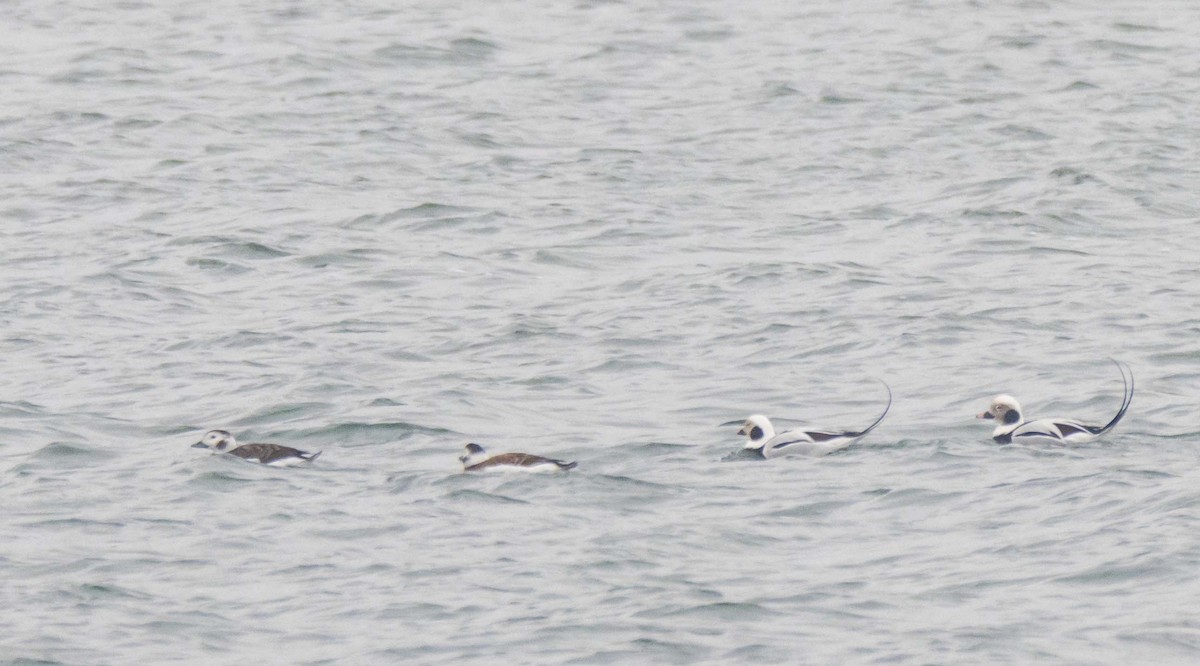 Long-tailed Duck - ML614463035