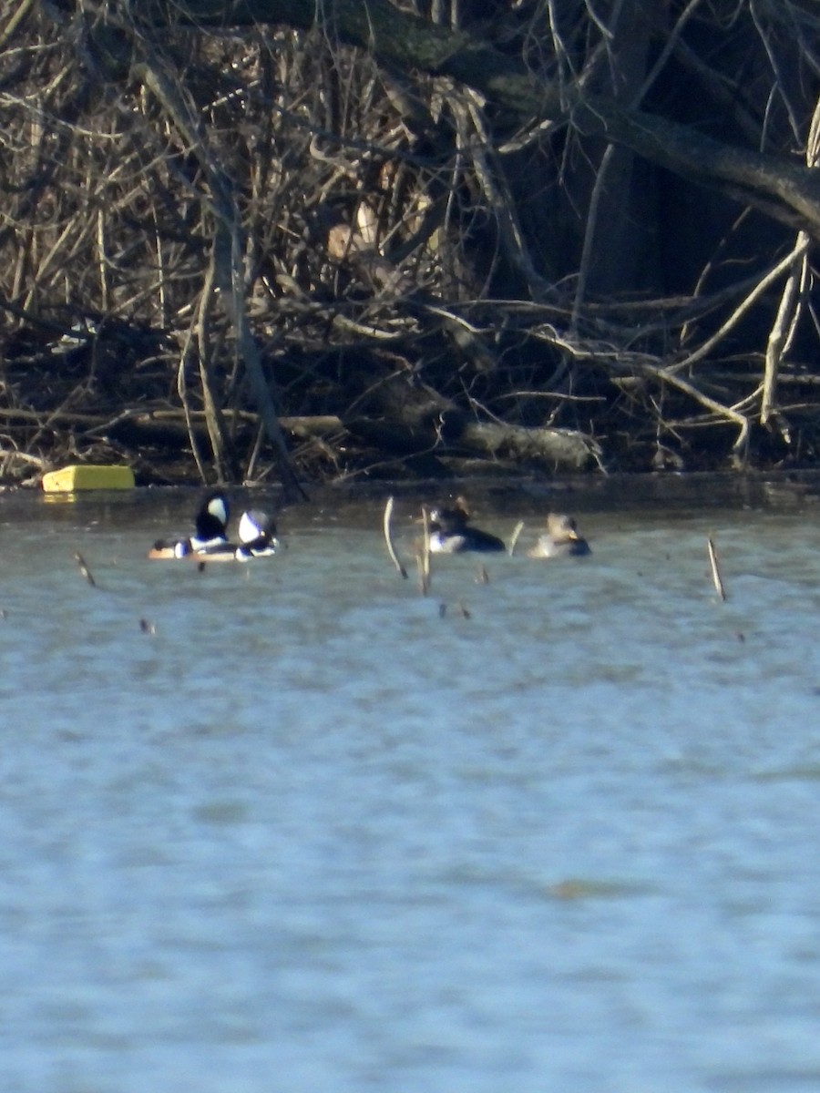 Hooded Merganser - ML614463063