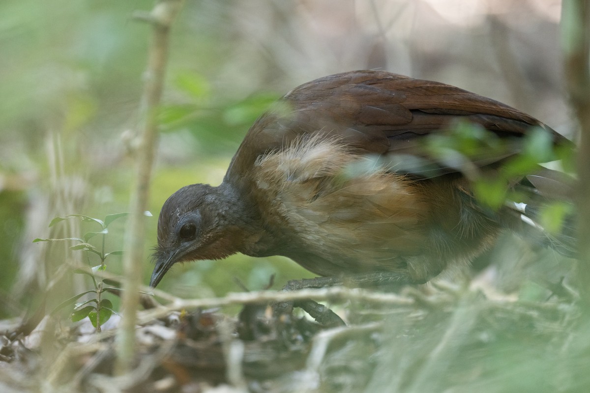 Albert's Lyrebird - ML614463083