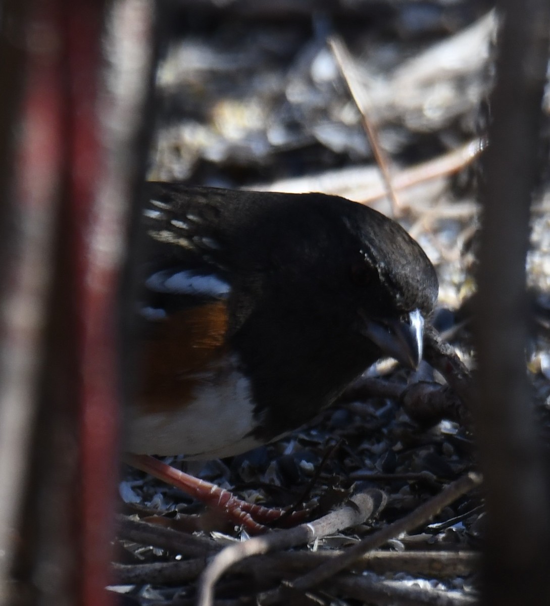 Spotted Towhee - ML614463105