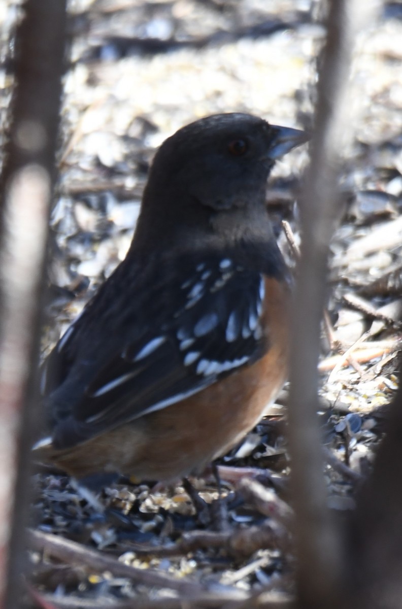 Spotted Towhee - ML614463106