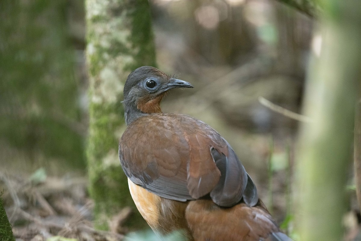 Albert's Lyrebird - ML614463109