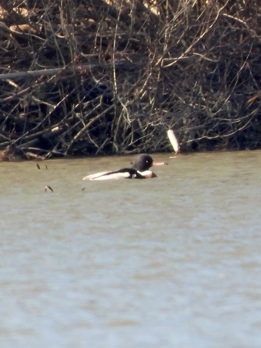 Red-breasted Merganser - ML614463129