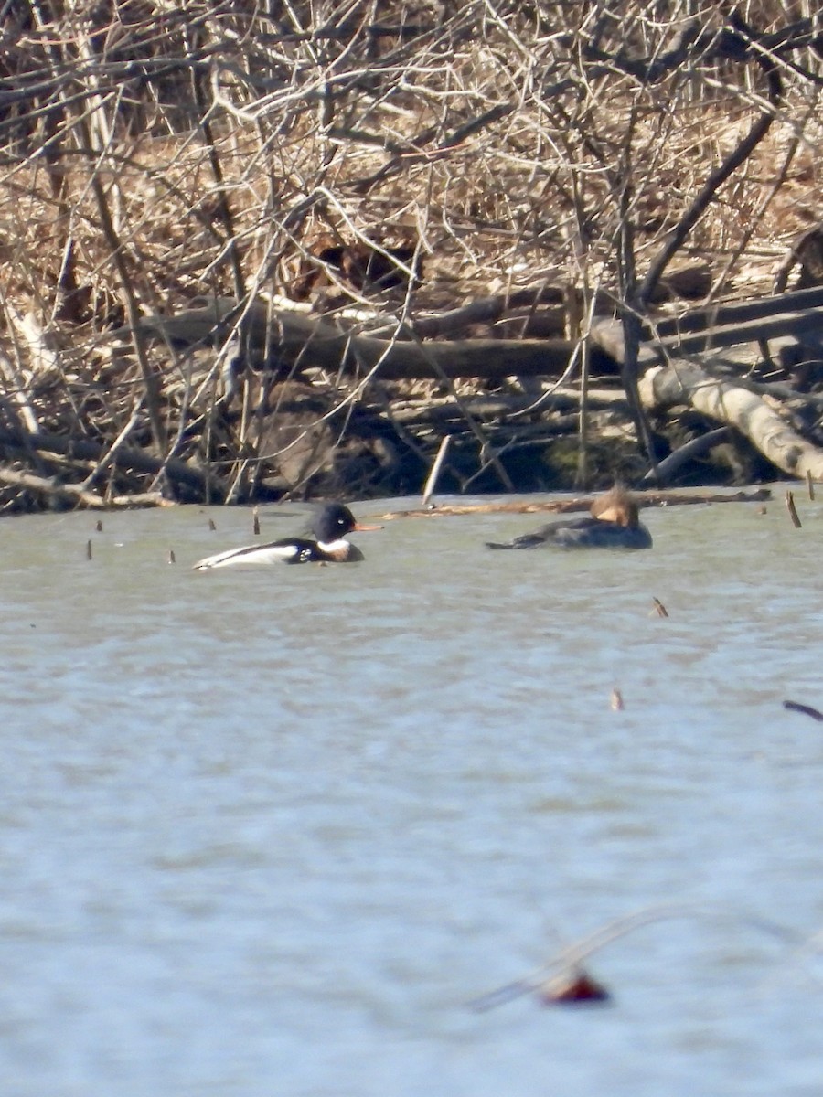 Red-breasted Merganser - ML614463130