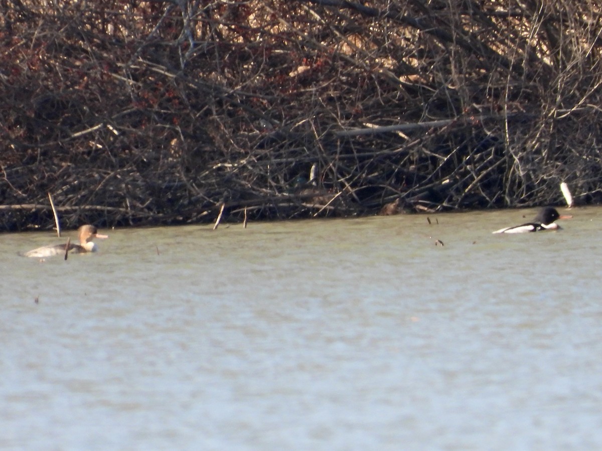 Red-breasted Merganser - ML614463131