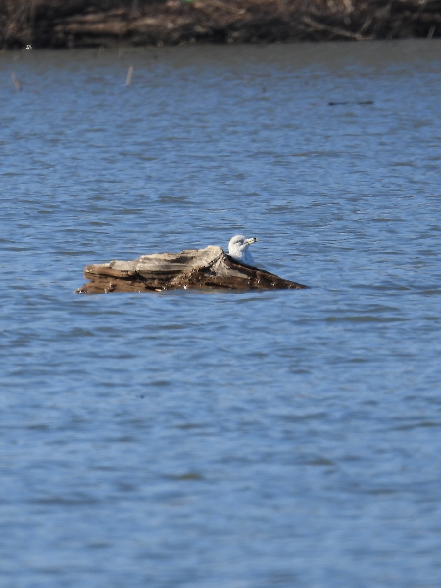 Ring-billed Gull - ML614463158