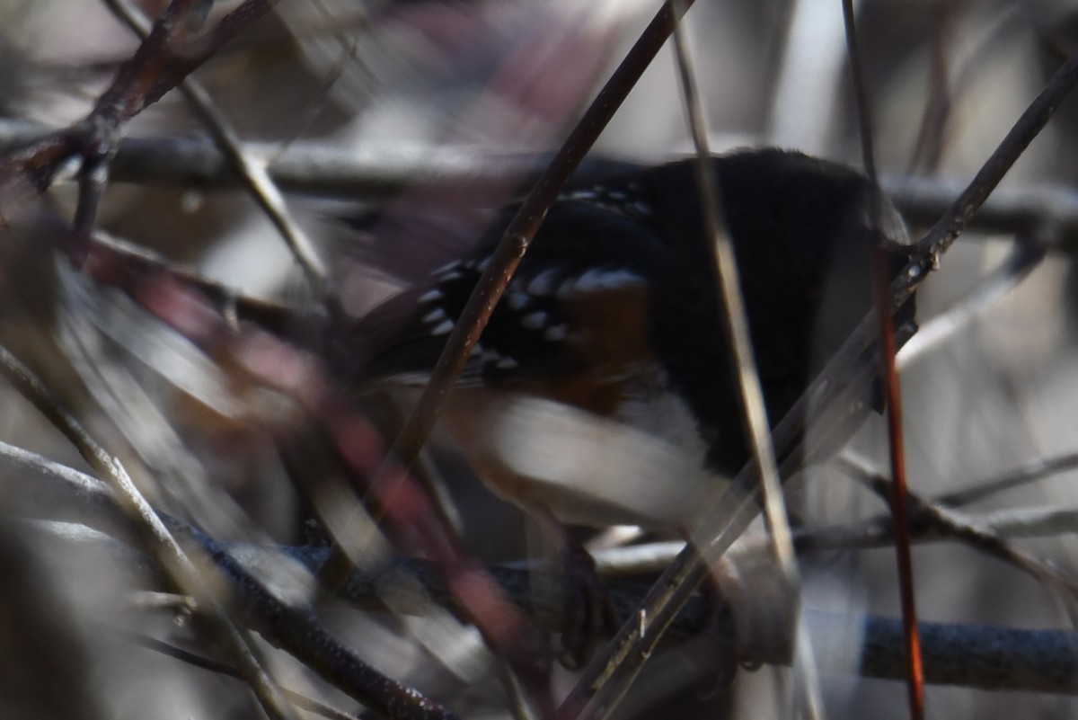 Spotted Towhee - ML614463159